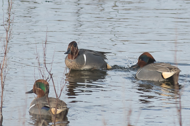 Amerikaanse Wintertaling